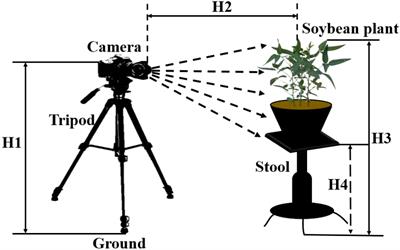 Recognition of soybean pods and yield prediction based on improved deep learning model